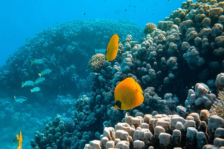 Korallenriff mit gelben Fischen unter Wasser